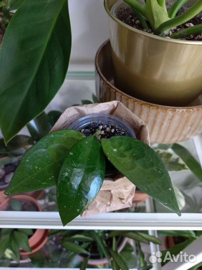 Комнатные растения