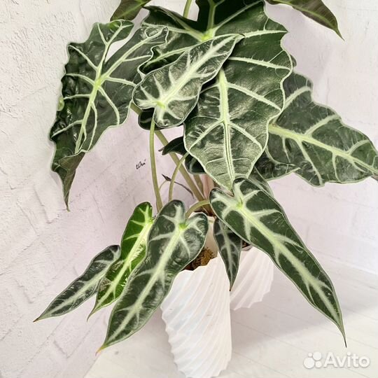 Алоказия бамбино