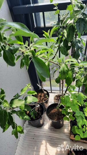 Красномясая яблоня Пинк Перл (Розовый жемчуг)