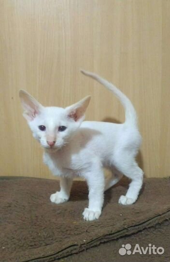 Петерболд мальчик