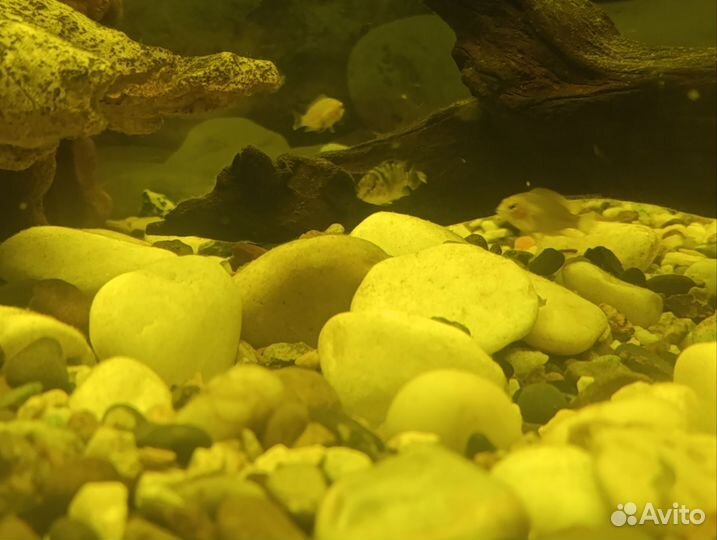 Цихлазома чернополосая мальки