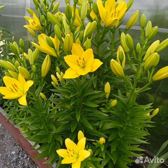 Лилии луковицы