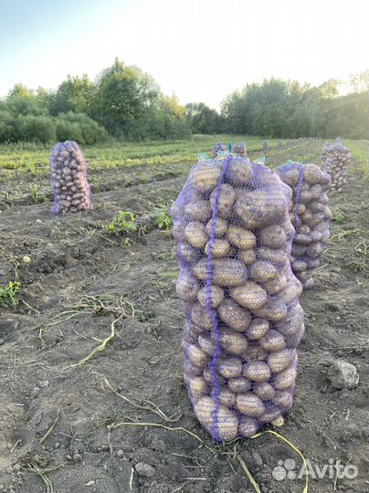 Продам картофель