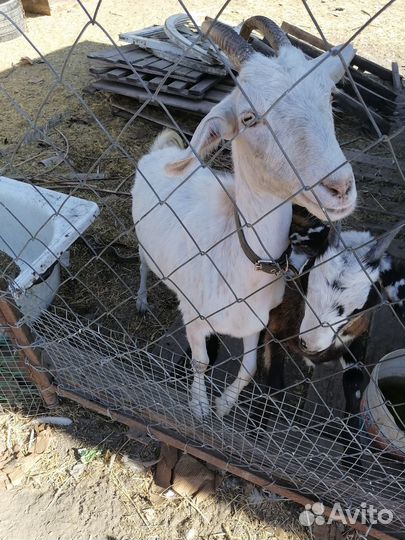 Продаю коз