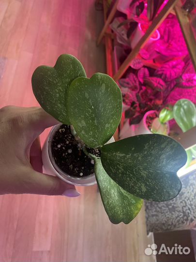 Хойи укорененные и на срез