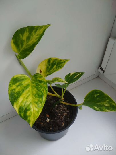 Комнатные цветы