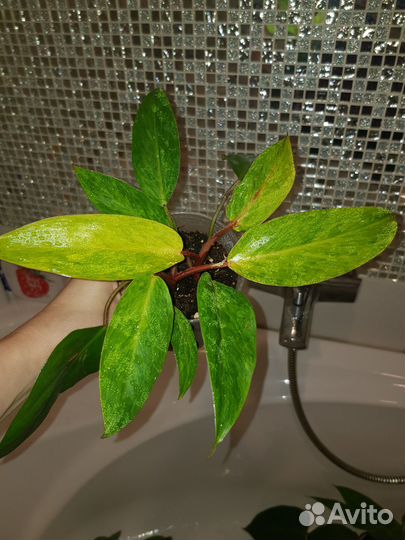 Обмен Филодендрон painted lady