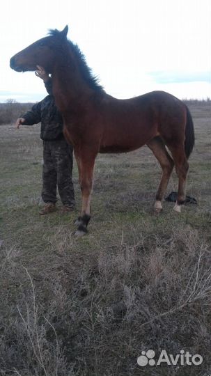 Жеребчик орловской породы