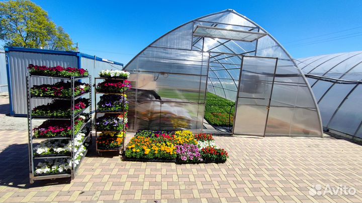 Рассада однолетних цветов