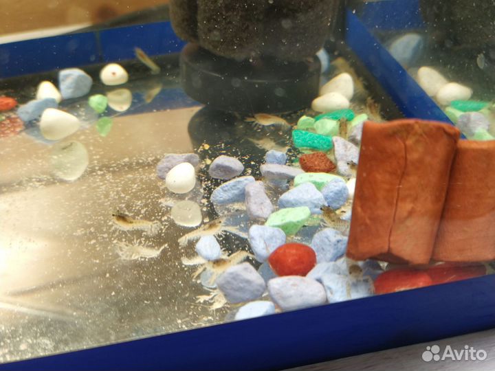 Мраморные раки мини