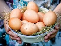 Домашние свежие куриные яйца