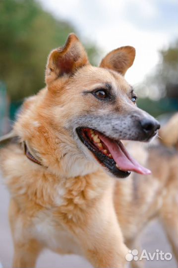 Спасите несчастную собаку из приюта, подарите дом