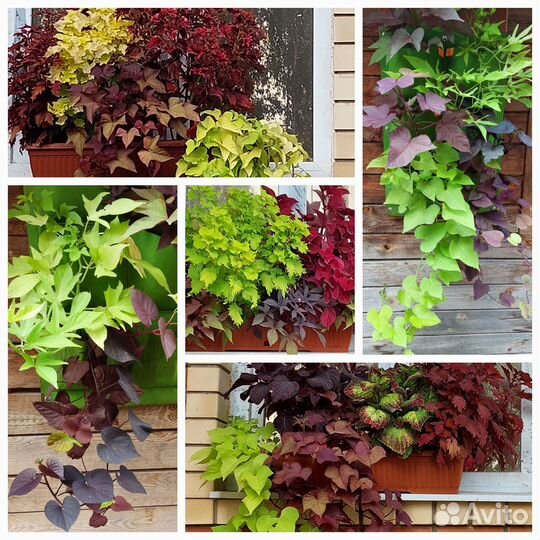 Ипомея батат с доставкой