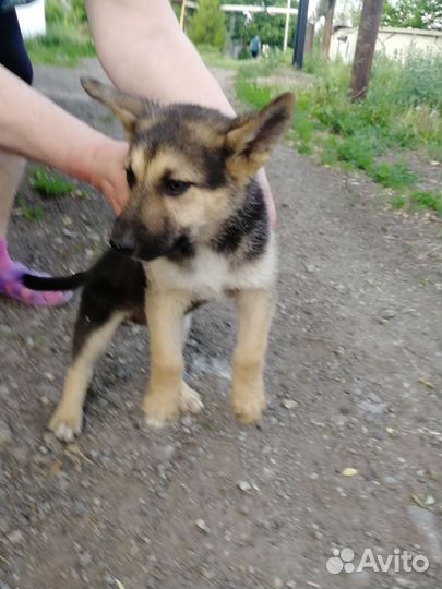 Восточноевропейская овчарка