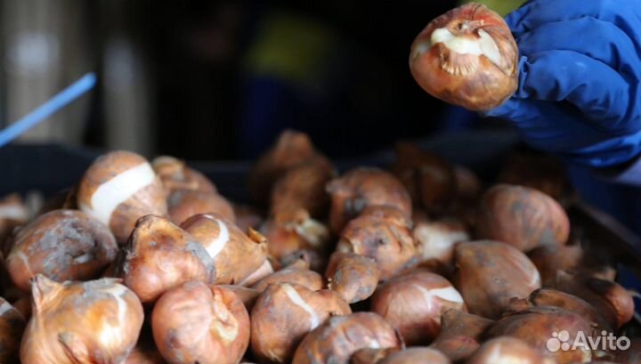 Луковицы тюльпанов от 3 тыс шт