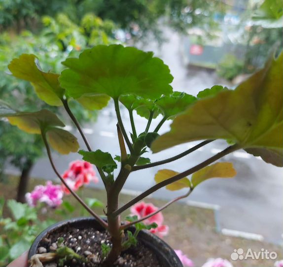 Герань пеларгония