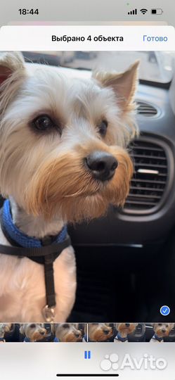 Йоркширский терьер