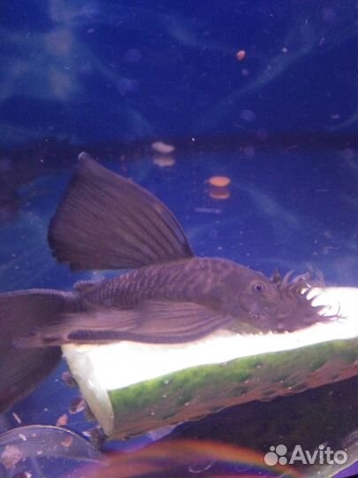 Номерные сомы