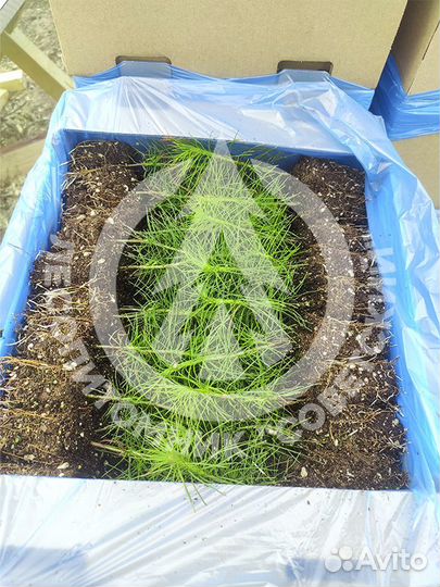 Сеянцы сосны зкс. Сеянцы ели