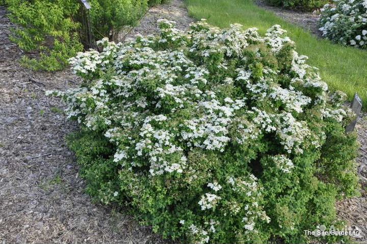 Спирея Рейнбоу