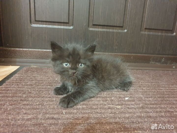 Котик в добрые руки