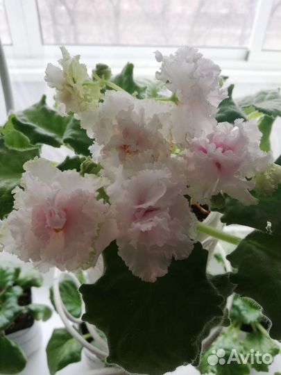 Фиалки сортовые-детки