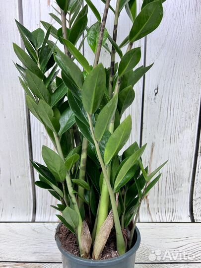 Замиокулькас H 75