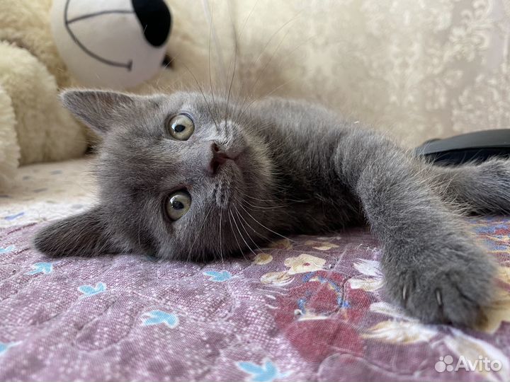 Отдам бесплатно