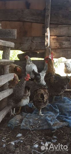 Курицы домашние