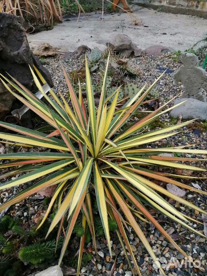 Юкка Bright Edge