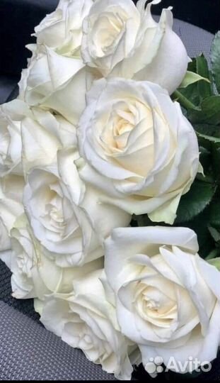 Розы белые Цветы Омск Доставка