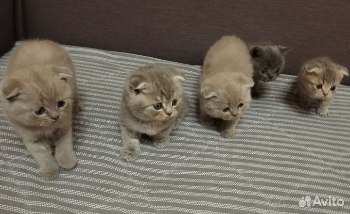 Плюшки вислоушки