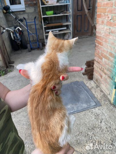 Рыжий Котенок мальчик бесплатно