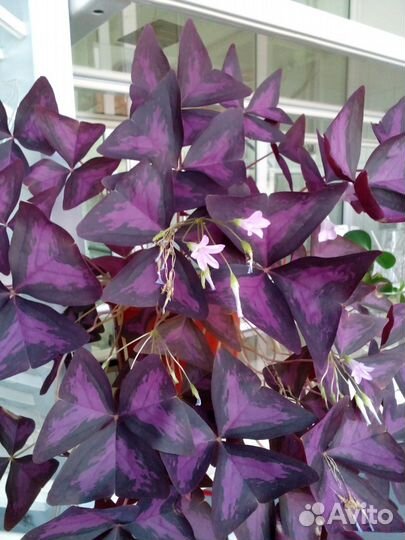 Кислица (Oxalis) фиолетовая