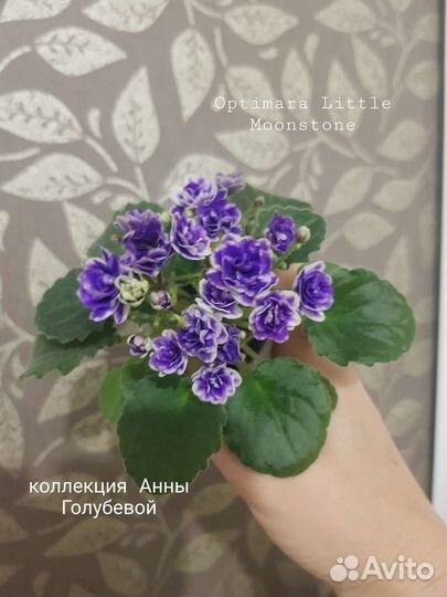 Сортовые фиалки