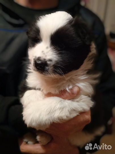 Продам щенка якутской лайки