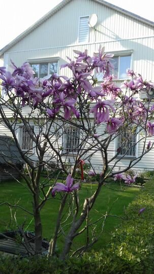 Дом 194,6 м² на участке 12 сот.