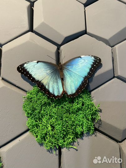 Миниферма тропических бабочек