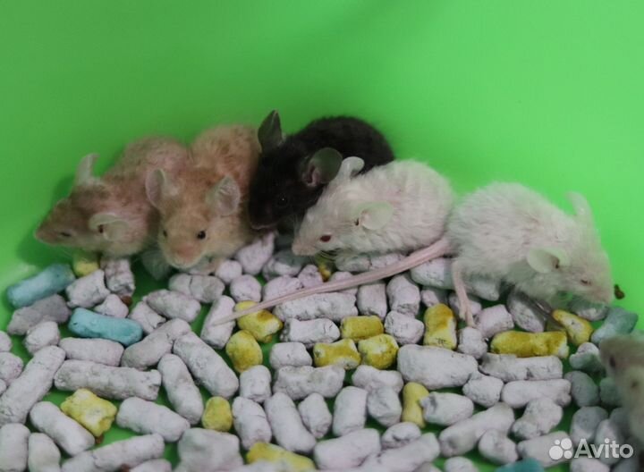 Мышата Кудряшата