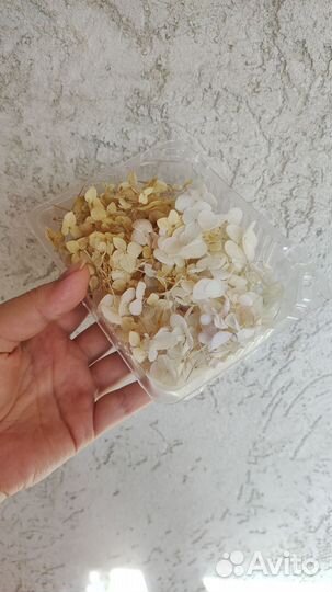 Гортензия сухоцвет для творчества