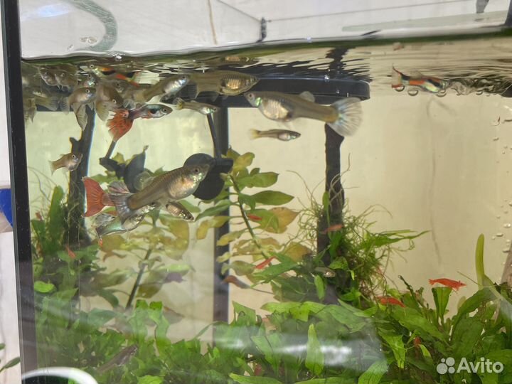 Аквариумные рыбки гуппи