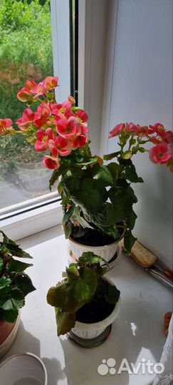 Бигония-Элатиор розовая