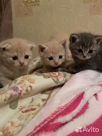 Британская