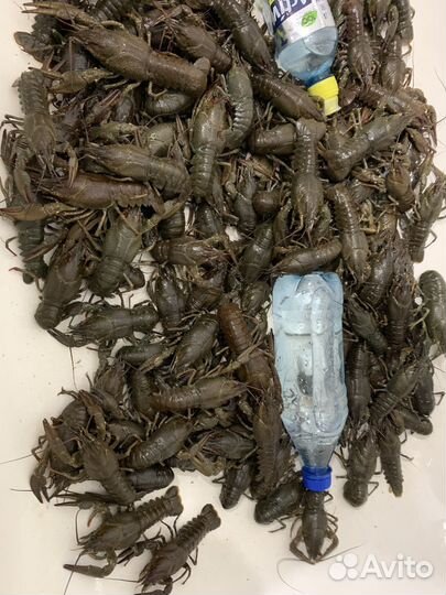 Живые раки с доставкой Абакан