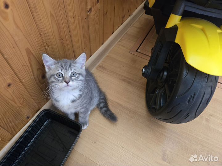 Котята в добрые руки приучены к лотку