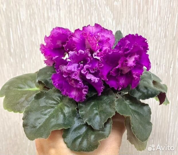 Сортовые фиалки