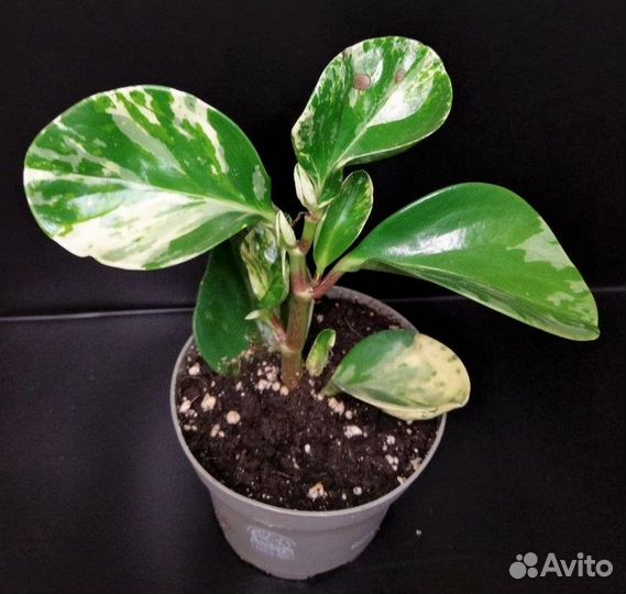 Пеперомии микс