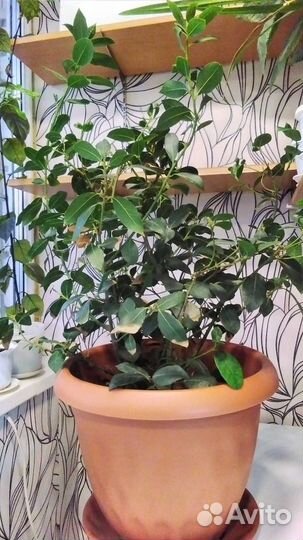 Лавровое дерево