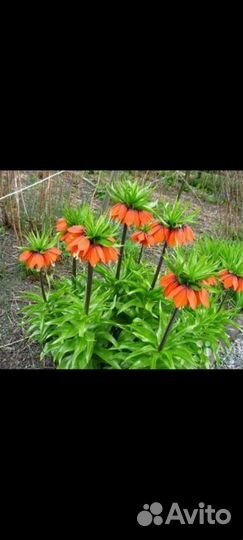 Луковицы рябчика императорского