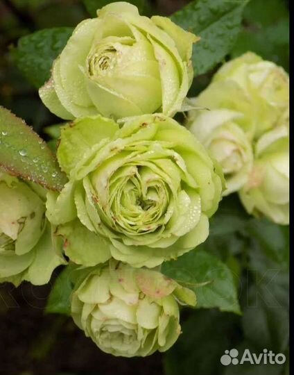 Саженцы розы лавли Грин